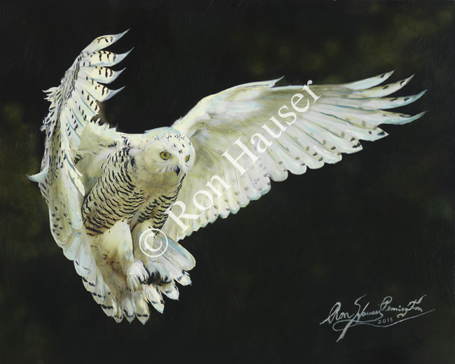 000_owl
